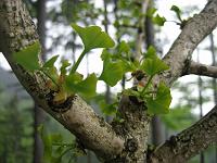  28. Mai 2010 - hübsche kleine Ginkgoblätter überall